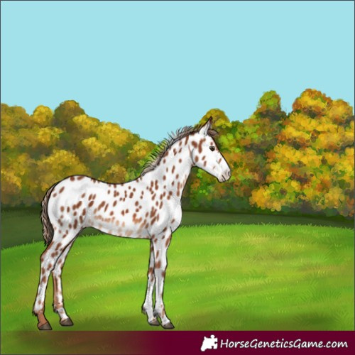 Horse Color:Chestnut Appaloosa 