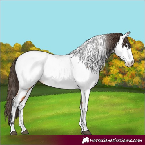 Horse Color:Bay Appaloosa 