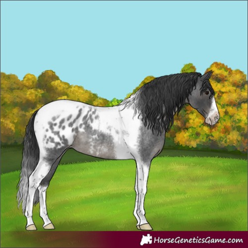 Horse Color:Blue Roan Splash Tobiano Frame Appaloosa 