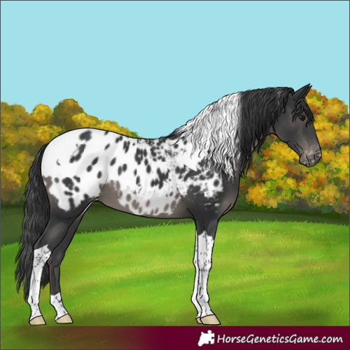 Horse Color:Black Tobiano Appaloosa