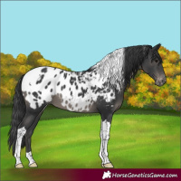Horse Color:Black Tobiano Near Leopard 