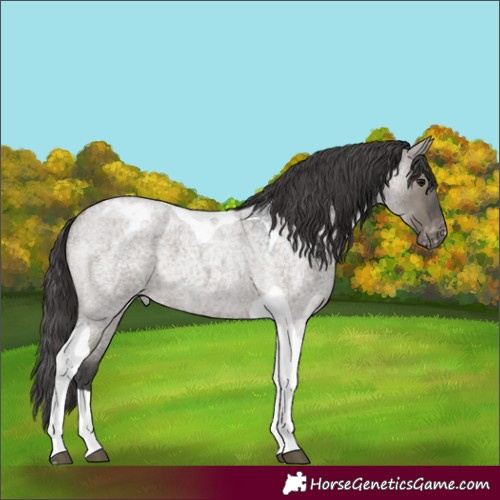 Horse Color:Grullo Roan Tobiano Appaloosa 