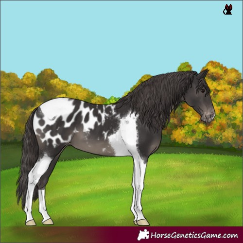 Horse Color:Smoky Black Tobiano Blanket 