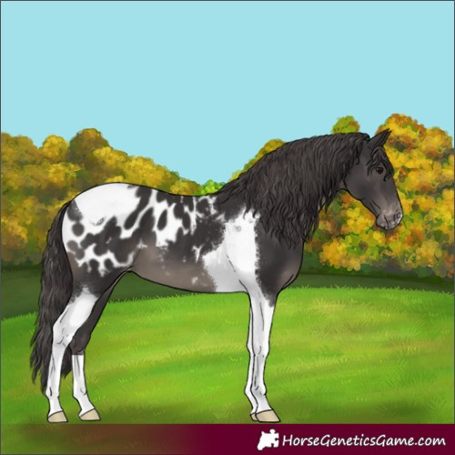 Horse Color:Smoky Black Tobiano Appaloosa