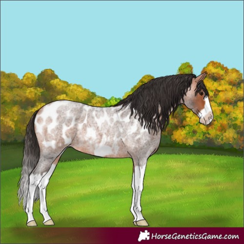 Horse Color:Bay Roan Splash Frame Appaloosa 