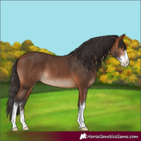 Horse Color:Bay Sabino Varnish