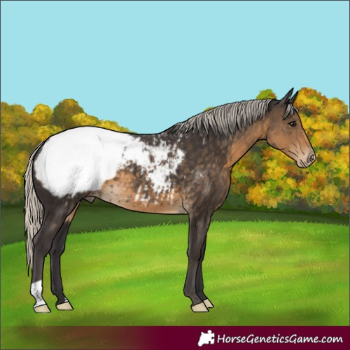 Horse Color:Silver Smoky Black Appaloosa 