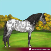 Horse Color:Smoky Blue Roan Near Leopard 