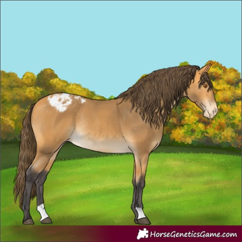 Horse Color:Buckskin Appaloosa Rabicano