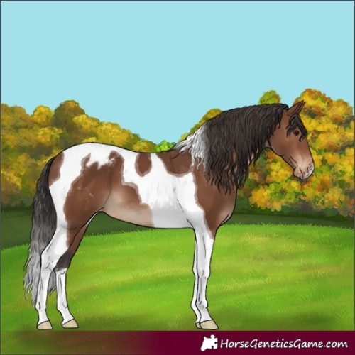 Horse Color:Brown Tobiano Appaloosa