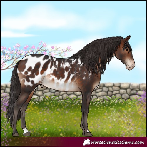 Horse Color:Brown Appaloosa