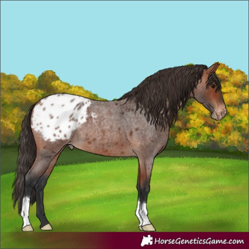 Horse Color:Bay Roan Appaloosa 