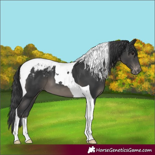 Horse Color:Black Tobiano Appaloosa 