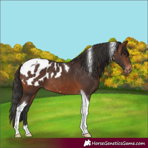Horse Color:Brown Tobiano Appaloosa 