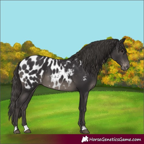 Horse Color:Smoky Black Appaloosa 