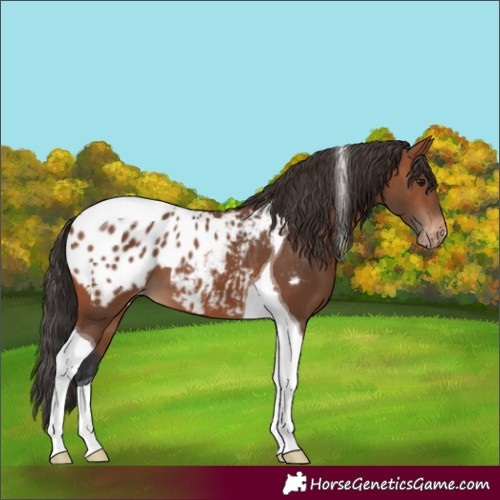 Horse Color:Bay Tobiano Appaloosa 