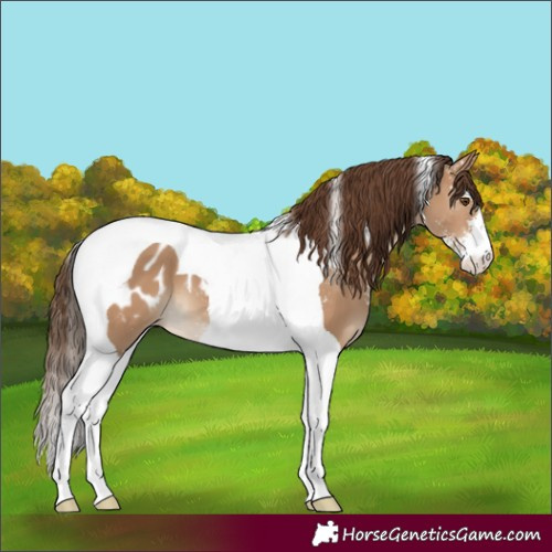 Horse Color:Bay Dun Sabino Tobiano Appaloosa