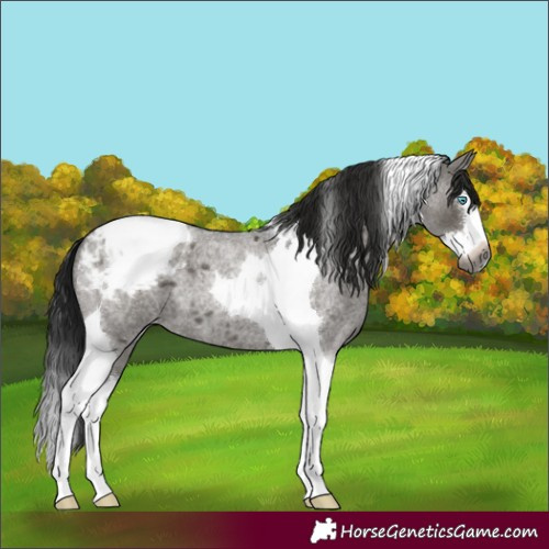 Horse Color:Gray Grullo Roan Splash Tobiano Appaloosa