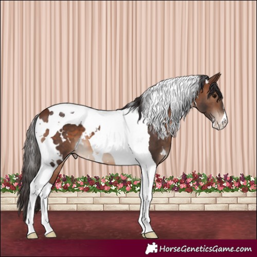 Horse Color:White Spotted Brown Tobiano Appaloosa