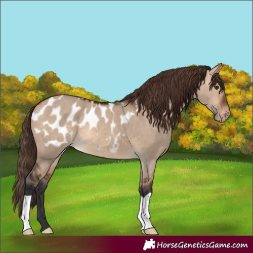 Horse Color:Bay Dun Appaloosa