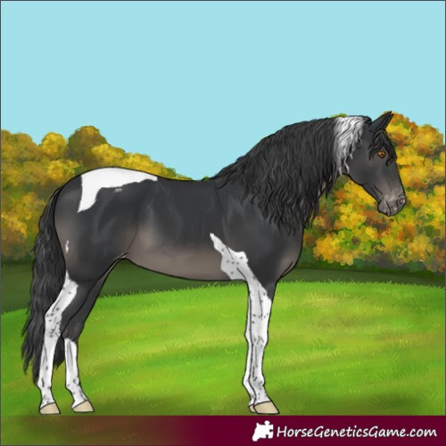 Horse Color:Black Tobiano Appaloosa 