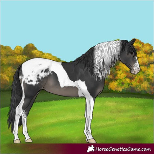 Horse Color:Black Sabino Tobiano Appaloosa 