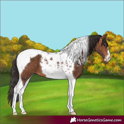 Horse Color:Bay Tobiano Appaloosa