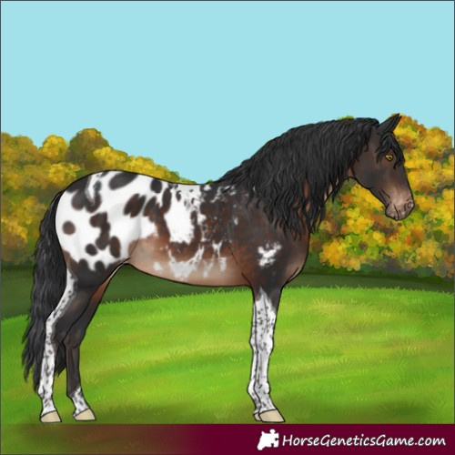 Horse Color:Brown Tobiano Appaloosa 