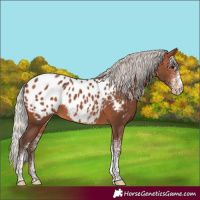 Horse Color:White Spotted Silver Brown Tobiano Blanket