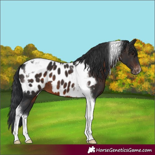 Horse Color:Brown Tobiano Appaloosa 