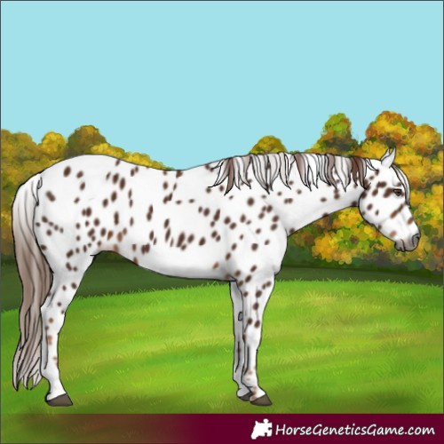Horse Color:Gray Chestnut Appaloosa