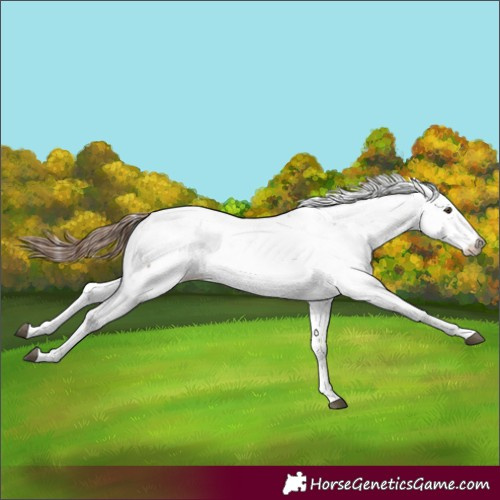 Horse Color:Chestnut Appaloosa 
