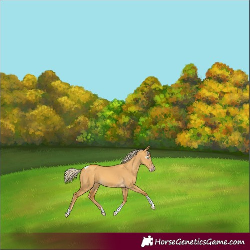 Horse Color:Gray Gold Cream Champagne Dun Tobiano 