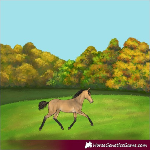 Horse Color:Buckskin Rabicano 