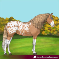 Horse Color:Chestnut Splash Appaloosa