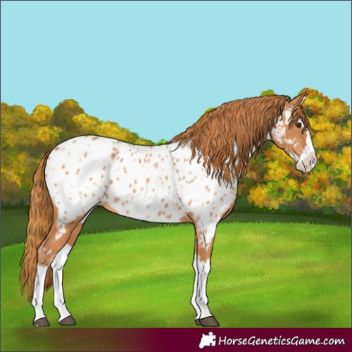 Horse Color:Chestnut Splash Appaloosa 