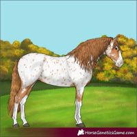 Horse Color:Chestnut Splash Appaloosa 