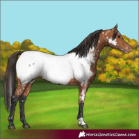 Horse Color:Bay Appaloosa