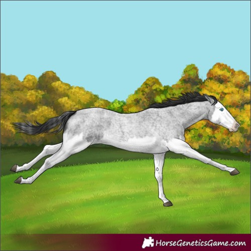Horse Color:Blue Roan Splash 