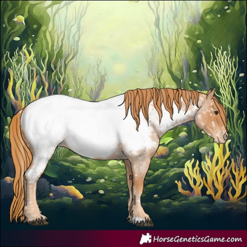 Horse Color:Red Roan Appaloosa 