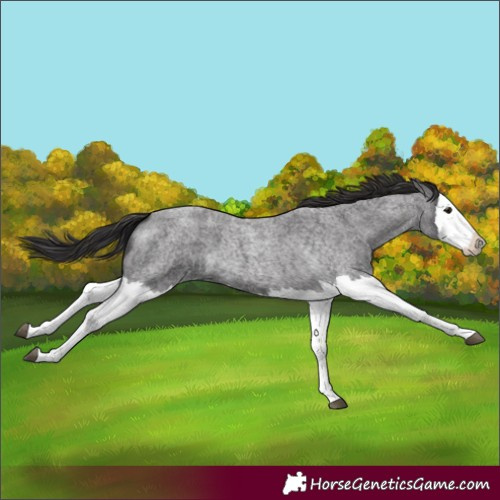 Horse Color:Smoky Blue Roan Splash