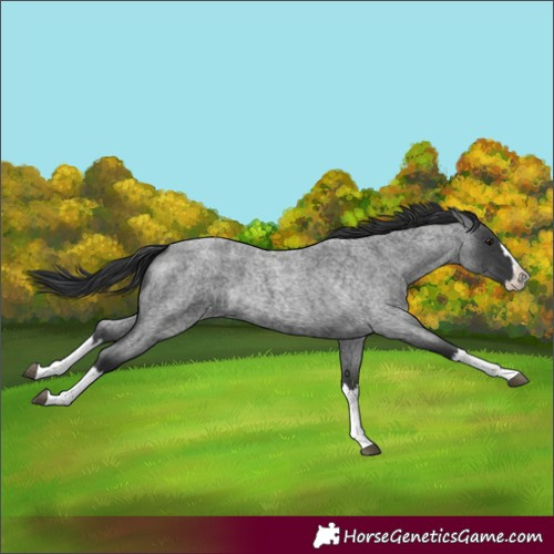 Horse Color:Blue Roan Splash