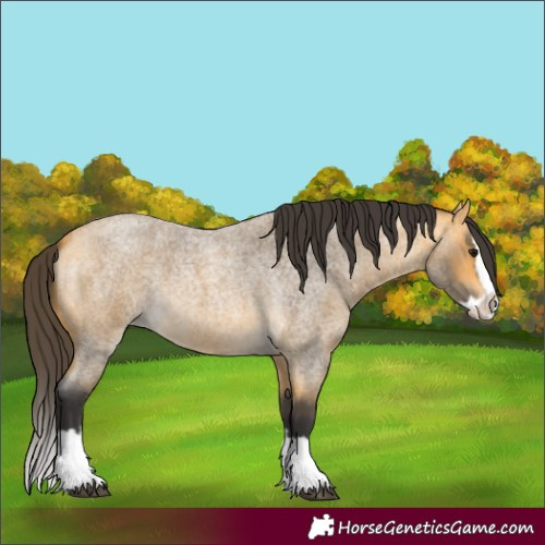Horse Color:Buckskin Roan Splash
