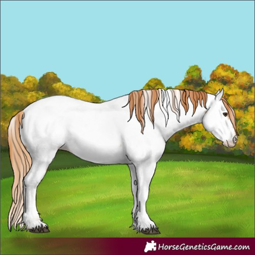 Horse Color:Chestnut Fewspot