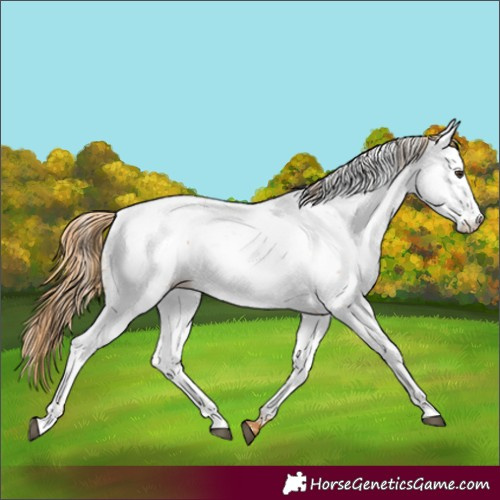 Horse Color:Chestnut Near Fewspot