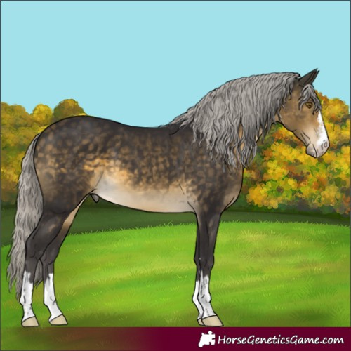 Horse Color:Unknown 