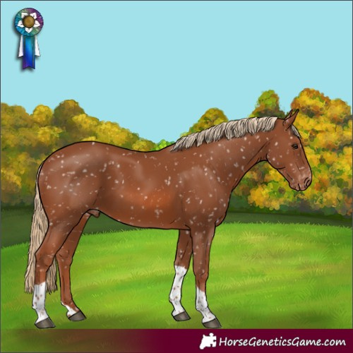Horse Color:Chestnut Tobiano Appaloosa Rabicano 