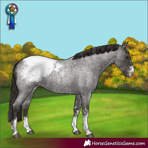 Horse Color:Liver Red Roan Sabino Appaloosa 