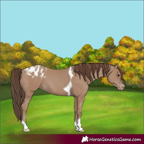 Horse Color:Classic Champagne Tobiano Appaloosa