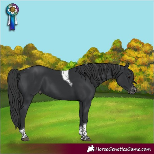 Horse Color:Black Tobiano Appaloosa